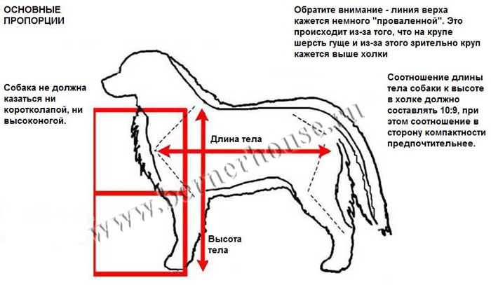 Как измеряется рост собаки в холке фото