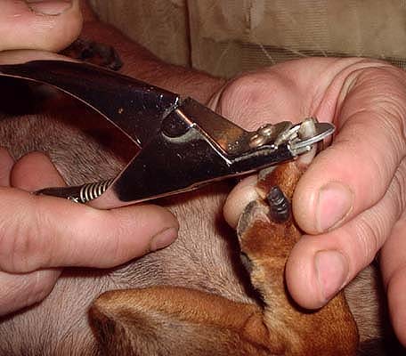 Как правильно стричь когти собаке когтерезкой фото пошагово в домашних условиях