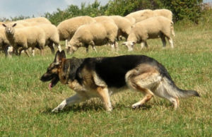 "Овчарка" - собака, находящаяся при овцах