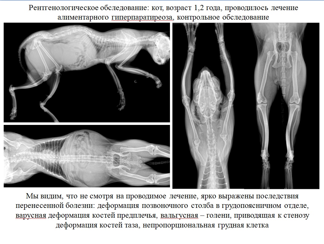 Рахит у кошек фото