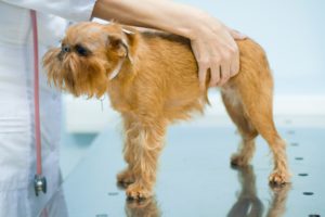 Парвовирусный энтерит у собаки