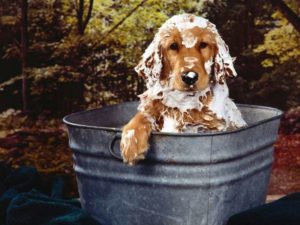 Шампунь для мытья собаки