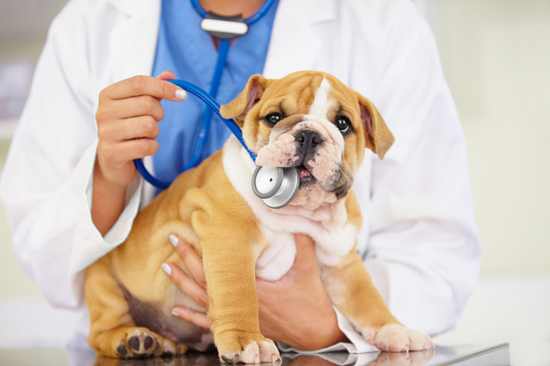 Кишечная непроходимость у собаки - диагностика и лечение
