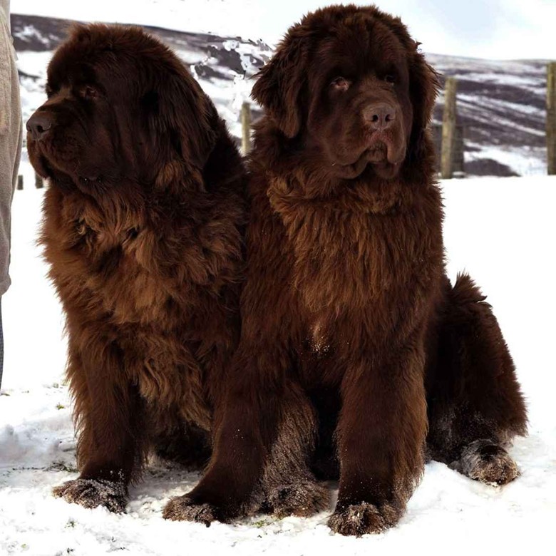 собаки коричневого цвета