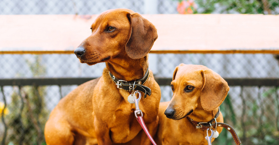 Two Dachshund dogs, sitting on a bench outside