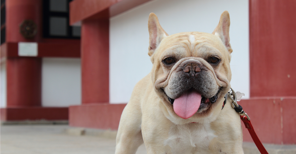Smiling French Bulldog, standing in front of red and white building