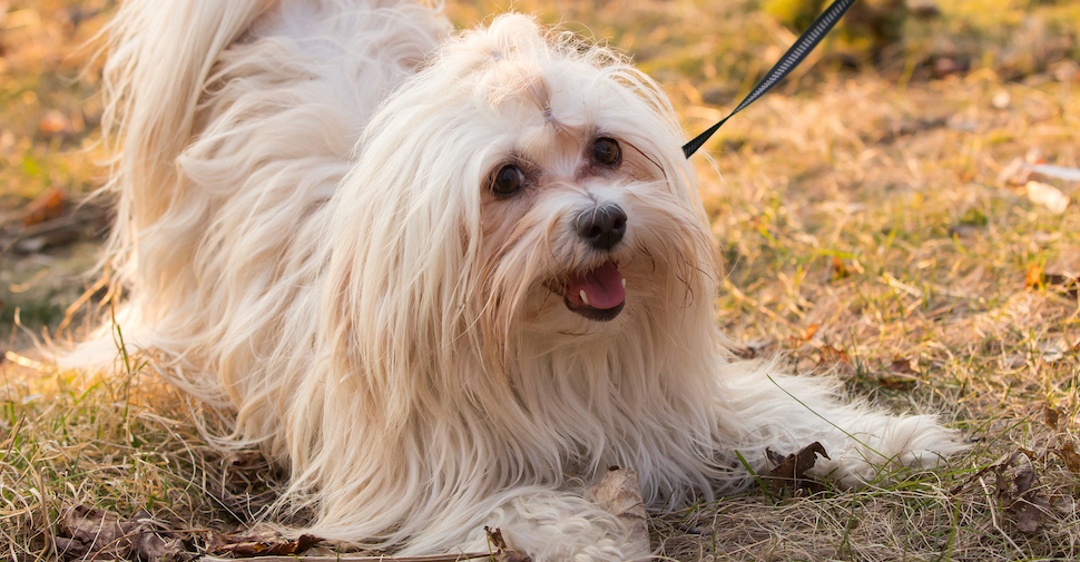 Cute Havanese dog, getting ready to play