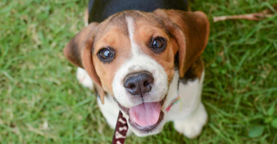 Cute Beagle puppy, looking up at camera from the grass