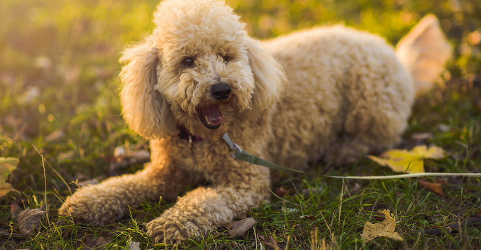 Brown Poodle, playing in the grass outside