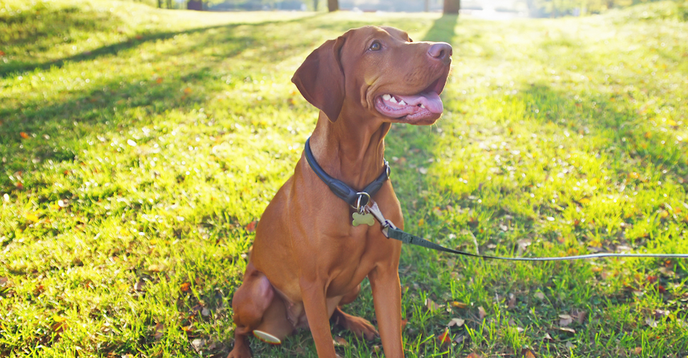 Smiling Vizsla, sitting in the grass on a sunny morning