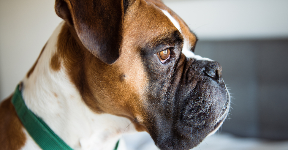 Profile view of a brown, white and Black Boxer dog