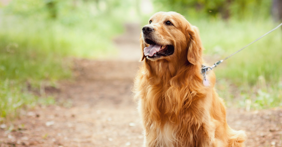 Golden Retriever dog on a trail outside
