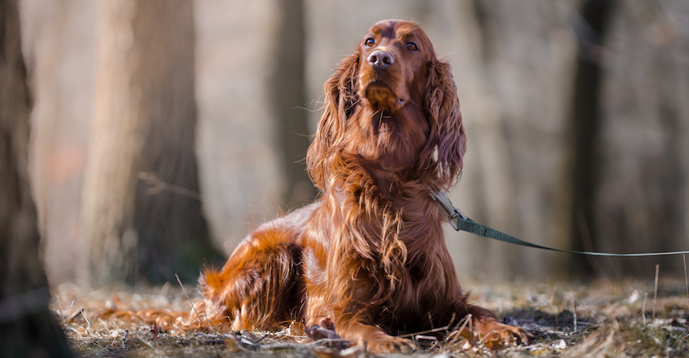 rish Setter dog, outside on a trail in the woods