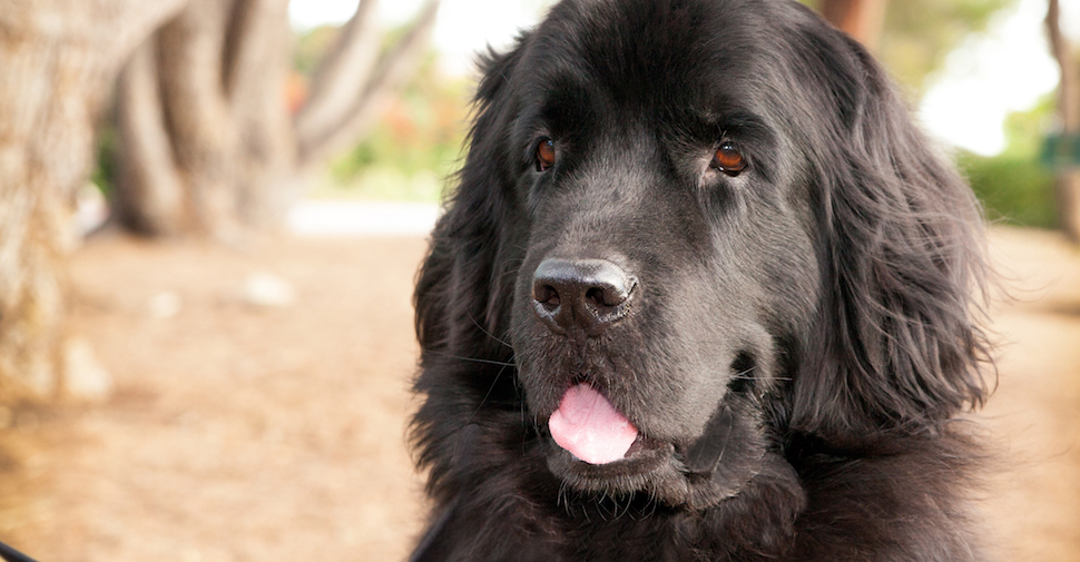 Newfoundland dog with his tongue out, sitting on a trail outside