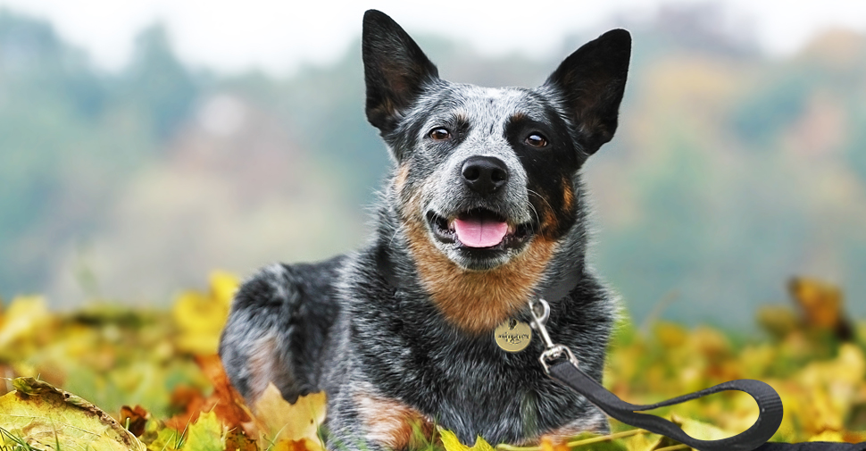 Medium size Australian cattle dog outdoors laying in fall leaves.