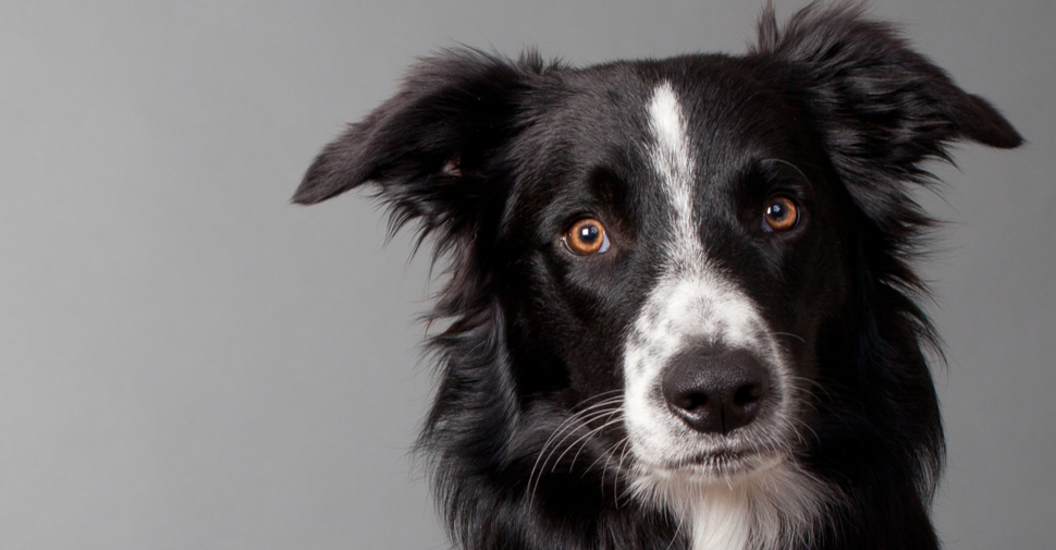 Black and white fluffy dog in a field, Border Collie