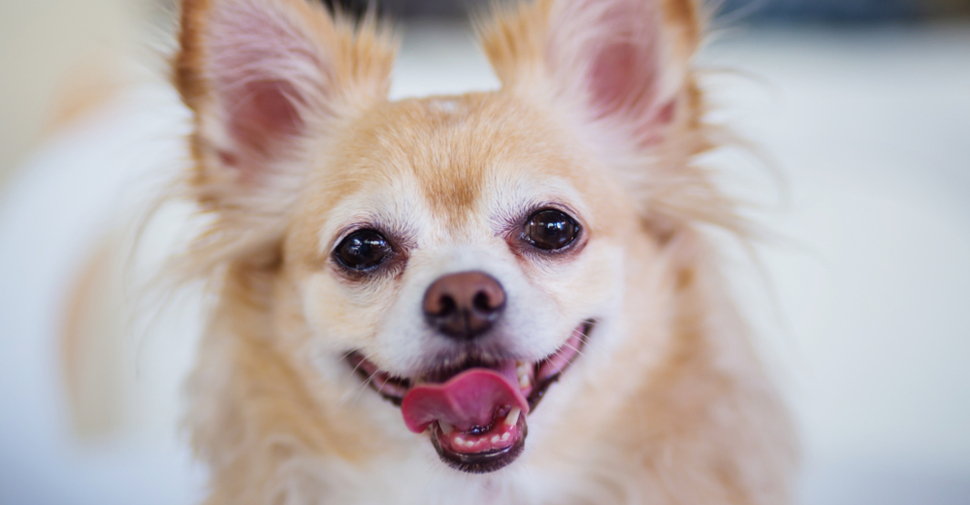 small white fluffy dog, Chihuahua