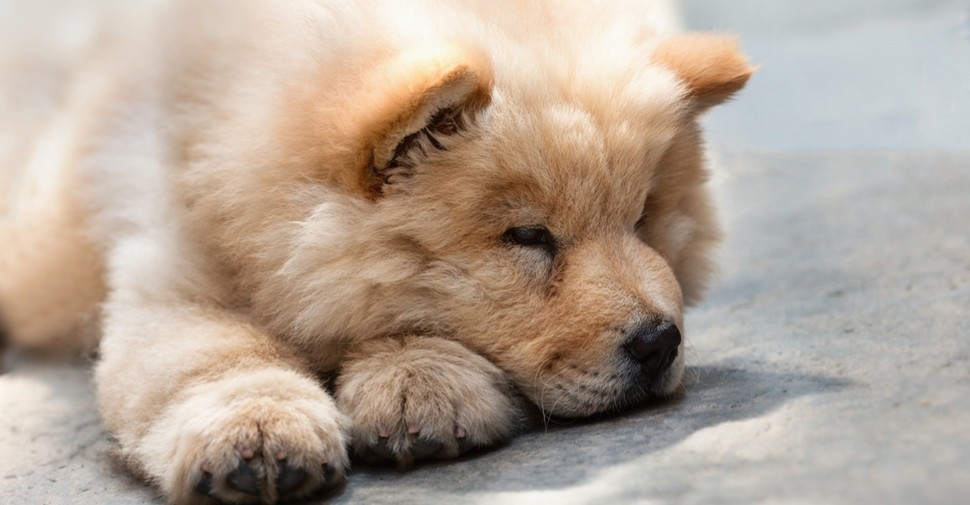 Giant fluffy Chow Chow dog