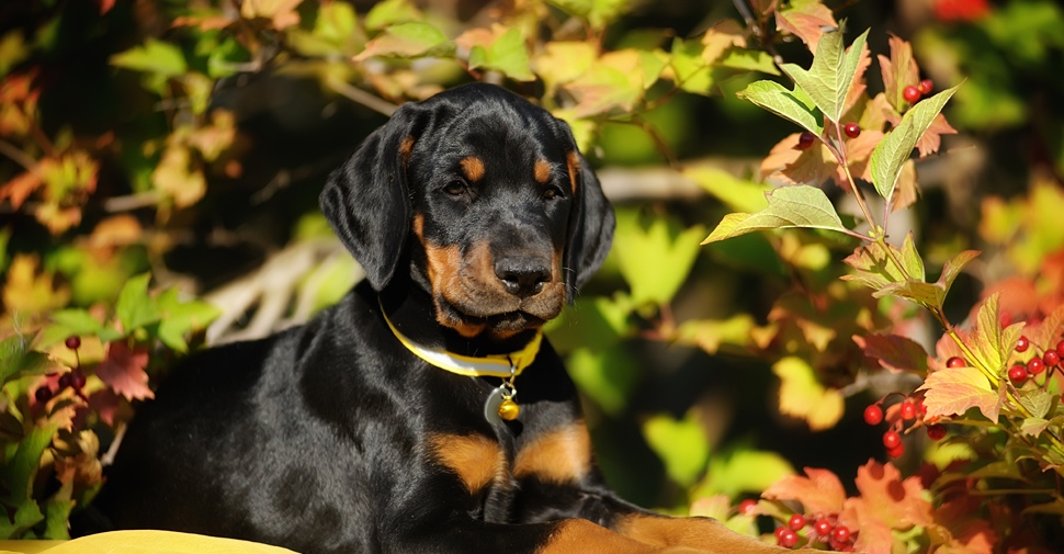 Doberman Pinscher puppy in fall background