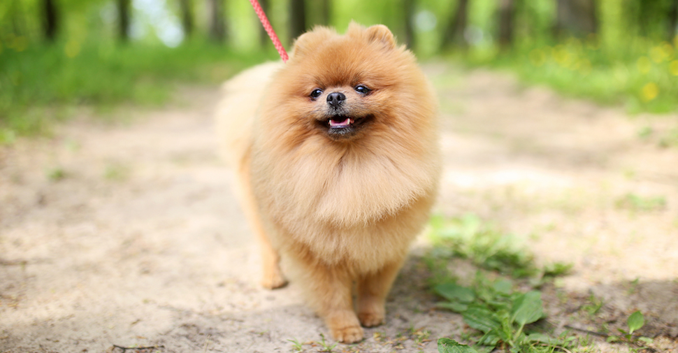 Small fluffy brown Pomeranian