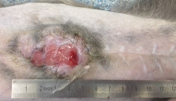 Удаленная опухоль молочной железы у кошки