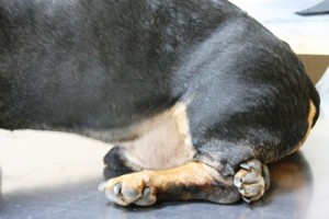 Грыжа позвоночника у собак лечение