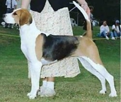 Jessy Jane the white, tan and black tricolor English Foxhound is being posed in a stack by a person behind it in a field at a dog show. There are a lot of people behind her.