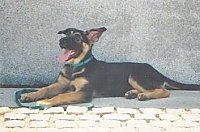 A black and tan German Shepherd puppy is laying against a wall looking up with its mouth open and tongue out