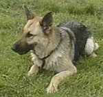 A black and tan German Shepherd is laying outside in grass and looking to the left