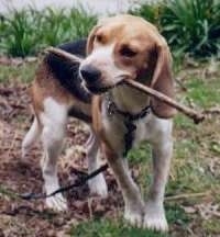 Dr. Evil the Beagle outside with a stick in its mouth
