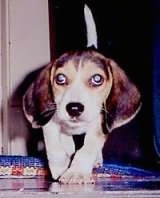 Dr. Evil the Beagle as a puppy walking along a tiled floor