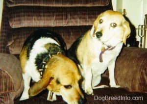 Two beagles sitting in a brown recliner chair