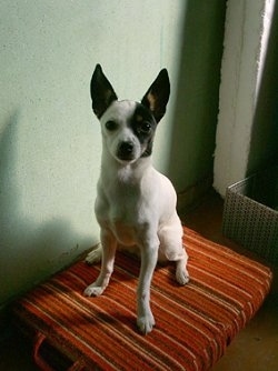 Front view - A white with black and tan Toy Fox Terrier is sitting on a firm pillow, it is looking up and forward. It has large pointy perk ears.