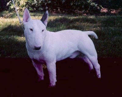 A white Bull Terrier standing sideways outside under a tree and looking to the left of its body