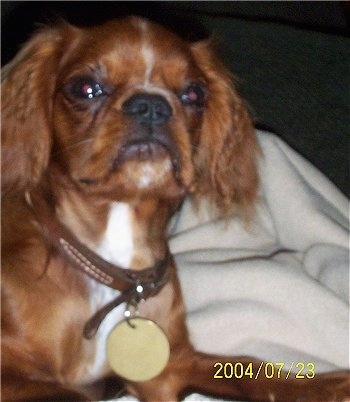 Close Up - Oliver the red and white English Toy Spaniel is wearing a brown leather collar laying on a blanket on top of a person