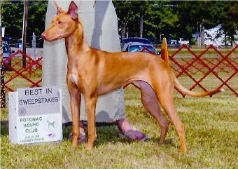 A short-haired red with white Pharaoh Hound dog is standing outside in grass. There is a person behind it in a grey dress at a dog show. The dog is looking to the left. There is a sign in front of it.