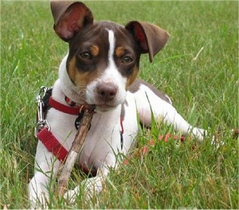 Front view - A chocolate tricolored Rat Terrier puppy is wearing a red collar and leash laying in grass looking forward. It has a stick in its mouth. Its ears are large but folded over to the front. It has a brown nose.