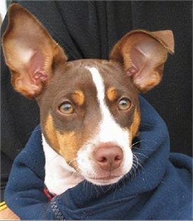 Close up head shot - A chocolate tricolored Rat Terrier puppy is wearing a coat and a person is holding it. One of its large ears is standing straight up and the other is folded over at the tip.