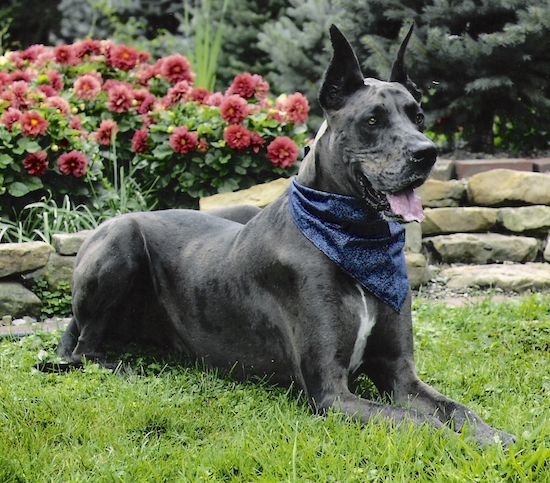 A gray with white Great Dane is wearing a blue bandana laying in grass with its mouth open and tongue out. There is a garden behind it