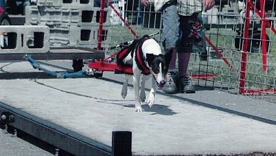 Front side view - A white and black Rat Terrier dog is pulling cinder block weights across a platform.