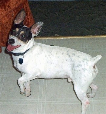 The left side of a white with black and tan Toy Fox Terrier dog standing across a white tiled floor, it is looking forward, its head is tilted back, its mouth is open and it looks like it is smiling. It has perk ears, black spots on its white body and a tricolor symmetrical face. Its tail is docked short and held high.