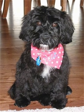 A black with white Miniature Labradoodle is wearing a pink polkadot bandana and it is sitting in front of a rug.