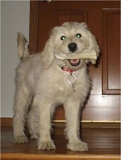 Front view - A tan Miniature Labradoodle puppy is standing in front of a doorway with a bone in its mouth.