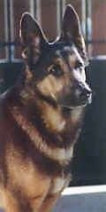 Upper body shot - A black and tan German Shepherd is sitting in front of a gate