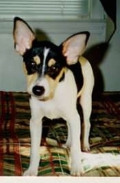 Front view - A tricolor white with black and tan Toy Fox Terrier puppy is standing on top of a bed. Its head is lowered and it is looking forward.