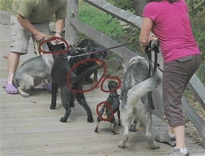 Five dogs meeting on a wooden bridge. There are four red circles over the areas of the dogs that are showing signs of aggression.