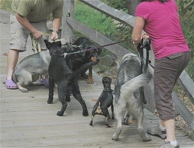 Five dogs meeting on a wooden bridge. A lady in pink is attempting to hold her dogs back and a guy in green is attempting to hold his dogs back.