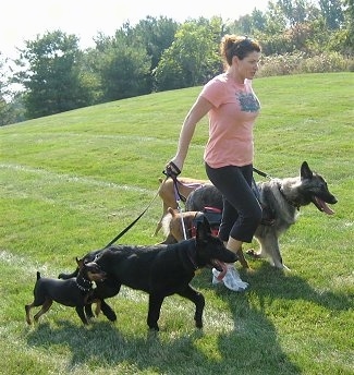 The front right side of a Lady who is leading three dogs on a walk through a field.
