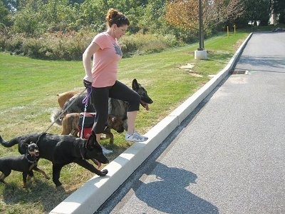 A lady wearing a pink shirt is preparing to lead five dogs across a street.