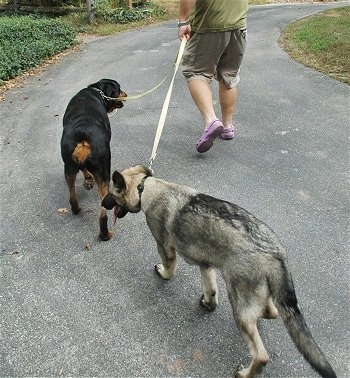 A person wearing violet crocs is leading two Dogs on a walk up a walkway.